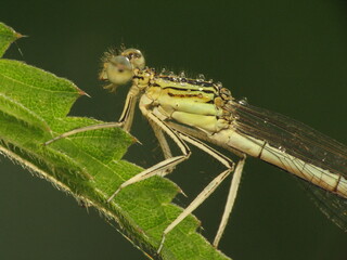 Ważka Łątka © Pawe