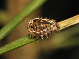 Larwa Biedronki