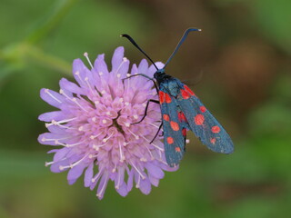 Motyl Kraśnik © Pawe