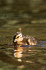 Mallard duckling swimming on a lake in the sunlight.