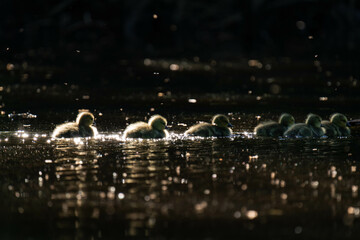 Group of mallard ducklings swimming on a lake.