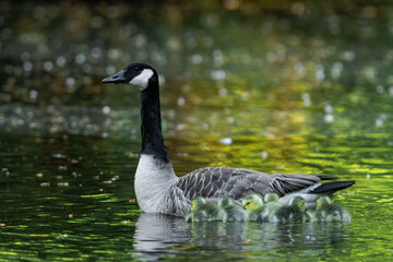 Canada goose (Branta canadensis) family swimming on a lake.