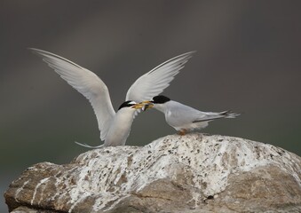 A male Least Tern (Sternula antillarum) delivers fish to its nesting mate during incubation. Captured in Korea, showcasing bird mating behavior.

