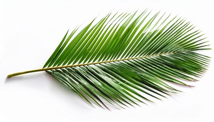 Obraz premium palm leaf isolated on white background