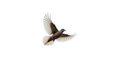 Fototapeta premium Sparrow or Dove in Mid Flight During Rain on White Background