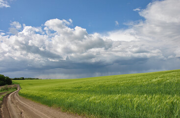 
beautiful landscape in the countryside with green wheat field and sky with rain clouds
