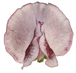sweetpea flower