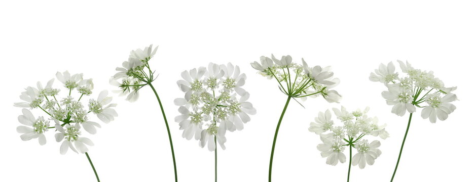 Set orlaya grandiflora, white laceflower, fresh field flowers isolated on white background	
