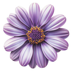 Purple Daisy Flower Isolated on white transparent background