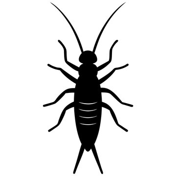 Black Silhouette of an Earwig Insect Illustration
