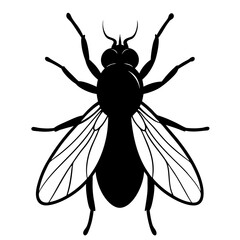 Black and White Detailed Illustration of a House Fly