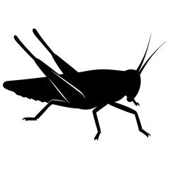 Black Silhouette of a Grasshopper Insect