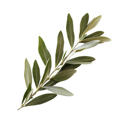 Olive Tree Leaves Isolated on white transparent background