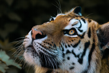 portrait of a sibirian tiger