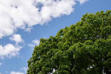 Fototapeta premium tree and sky