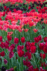 field of red tulips
