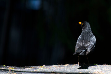 blackbird on a branch