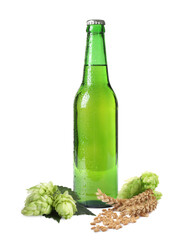 Fresh beer in glass bottle with hop flowers and ears of wheat on white background