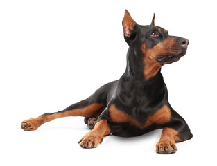 Adorable big Dobermann dog on white background