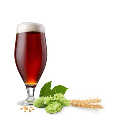 Fresh beer in glass with hop flowers and ears of wheat on white background