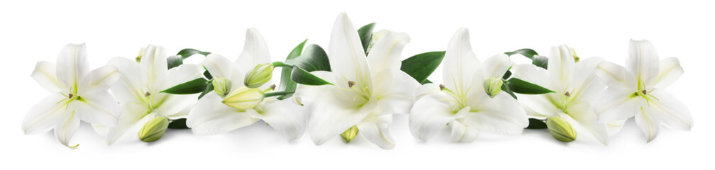 Obraz premium Beautiful fresh lily flowers on white background