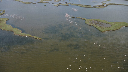 Flamingos in Pond – Aerial Shot