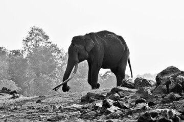An old Elephant with long tusks