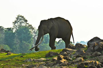 An old Elephant with long tusks