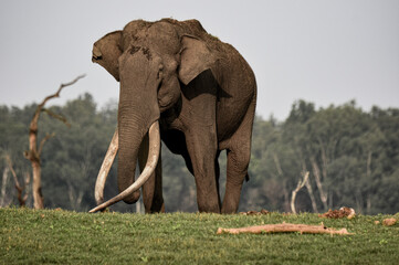 An old Elephant with long tusks