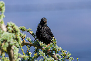 crow on a tree
