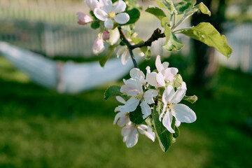apple tree bloom in the garden