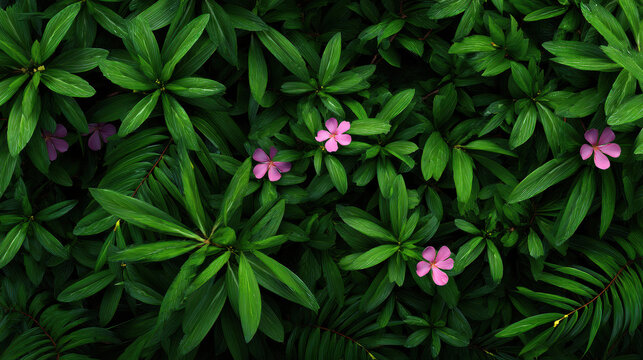 Fototapeta A lush green ground cover featu vibrant leaves and delicate pink flowers creates a calming and natural background, ideal for botanical themes and designs.