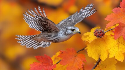 Bird of prey in flight autumn leaves