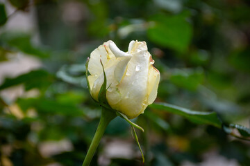 Close-up of a white rose in the garden.