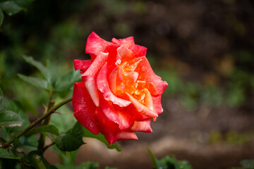 Close-up of a red rose in the garden.
