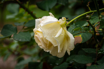 Close-up of a white rose in the garden.