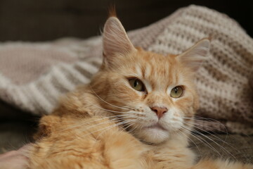 Portrait of fun emotion orange maine coon cat lying on the blanket. Closeup 