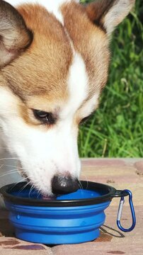 Red and white Pembroke Welsh Corgi drinks water from a silicone collapsible bowl, splashing droplets around in the park. Traveling with animals. Care concept, animal life
