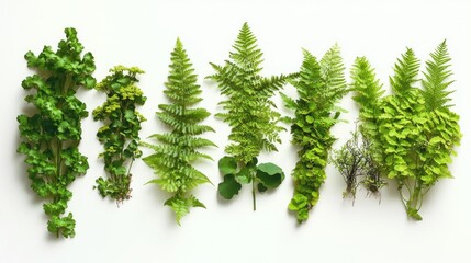 Assortment of Vibrant Green Ferns and Foliage on Pristine White Backdrop