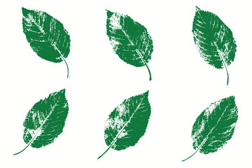 Natural cherry leaves imprint, Grunge style, Vector, Isolated, Decorative elements for design