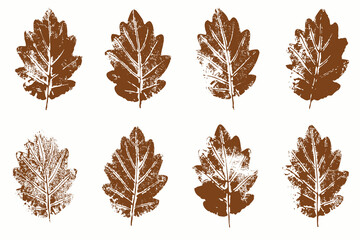 Natural oak tree leaves imprint, Grunge style, Vector, Isolated, Decorative elements for design
