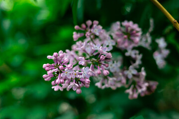 Lilac bush. A blooming branch of lilac. Spring mood