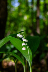 Obraz premium Lilies of the valley. Lilies of the valley in the wilderness. White flowers in the forest