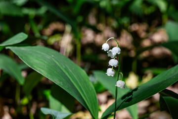 Lilies of the valley. Lilies of the valley in the wilderness. White flowers in the forest