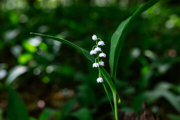 Lilies of the valley. Lilies of the valley in the wilderness. White flowers in the forest