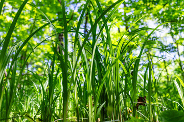 Lush Green Grass in Sunlight