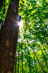 Fototapeta premium Sunlight streaming through the forest canopy