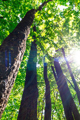 Fototapeta premium Sunlight streaming through the forest canopy