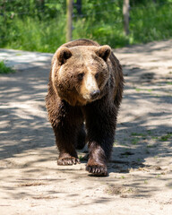 Brown Bear Walking on Sunlit Path