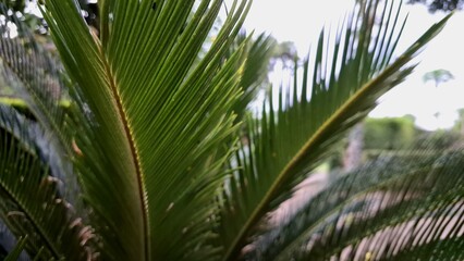 Close-Up of Green Cycas Revoluta Palm Leaves with Natural Texture and Sunlight Backlight, Perfect...